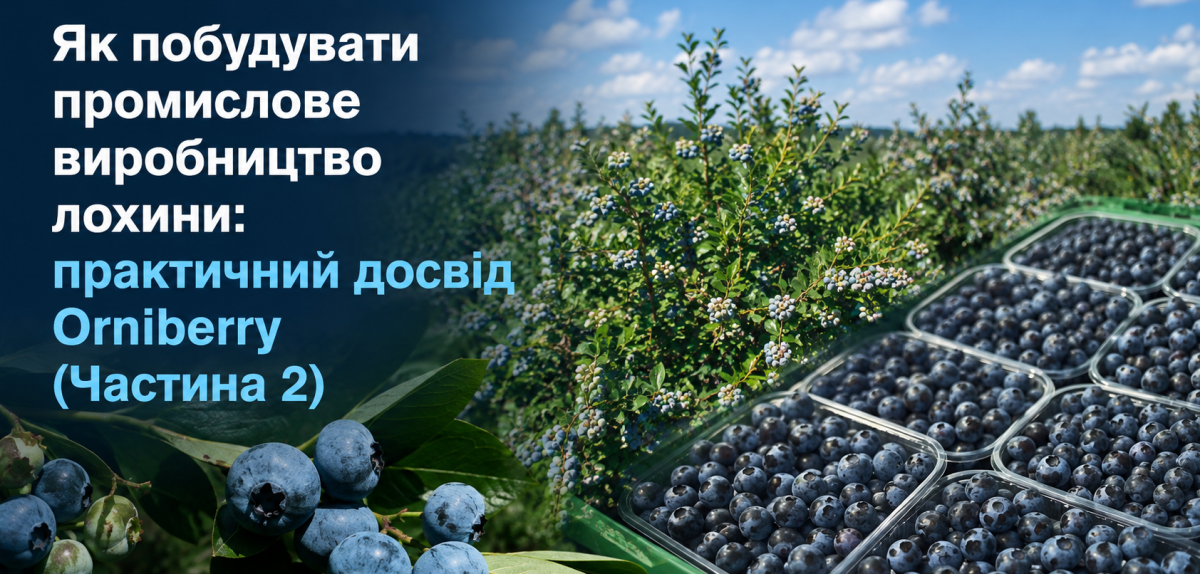 Як побудувати промислове виробництво лохини: практичний досвід Orniberry (Частина 2)